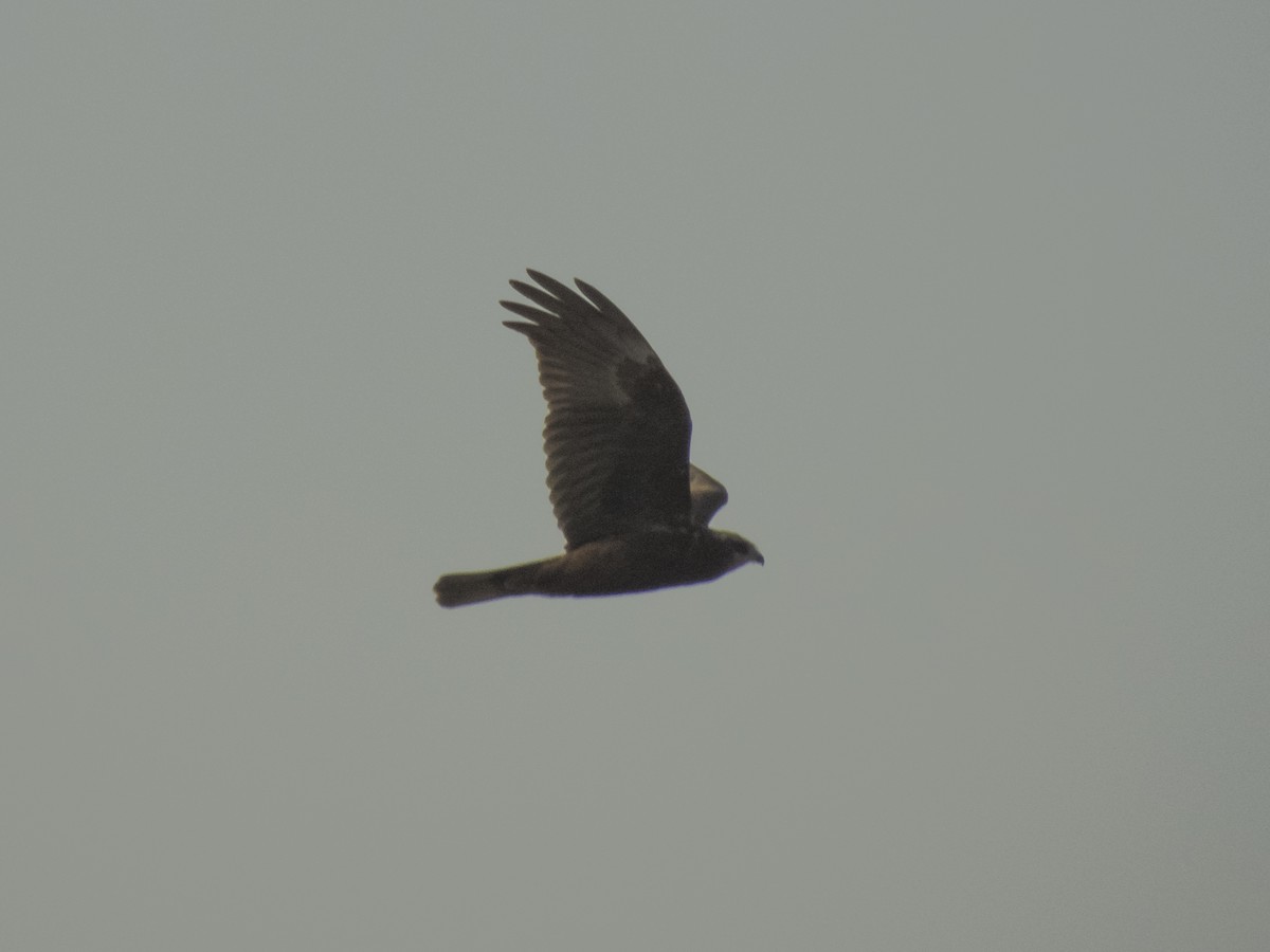 西方澤鵟 - ML645845090