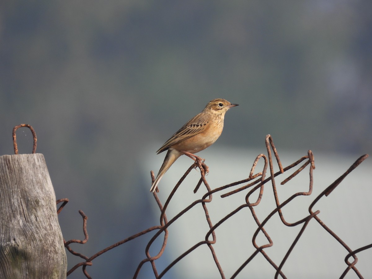 稻田鷚 - ML645845091