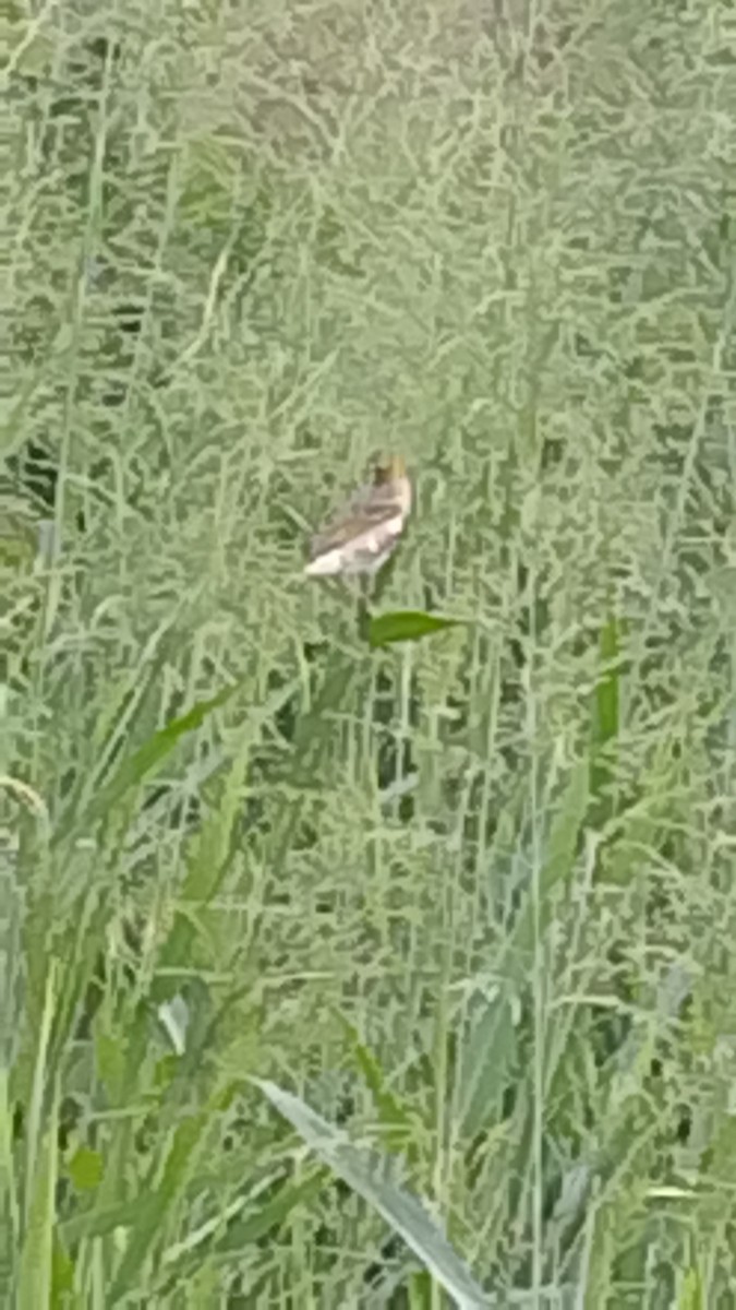 Village Weaver - ML645845093