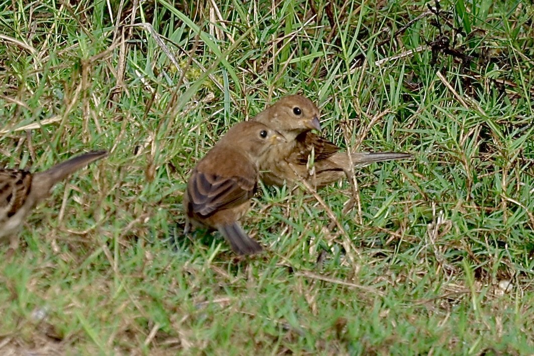 Indigo Bunting - ML645845094