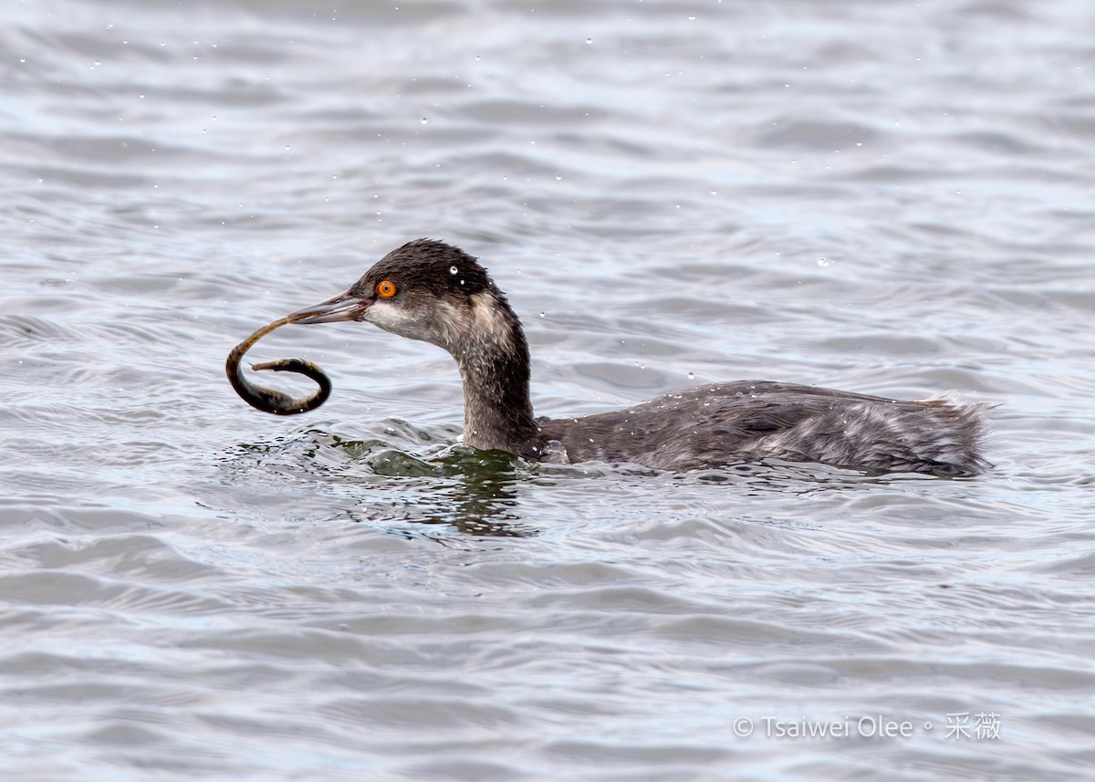 黑頸鸊鷉 - ML645845095