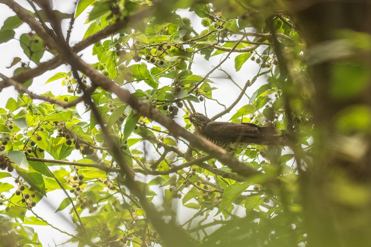 鷹鵑 - ML645845096