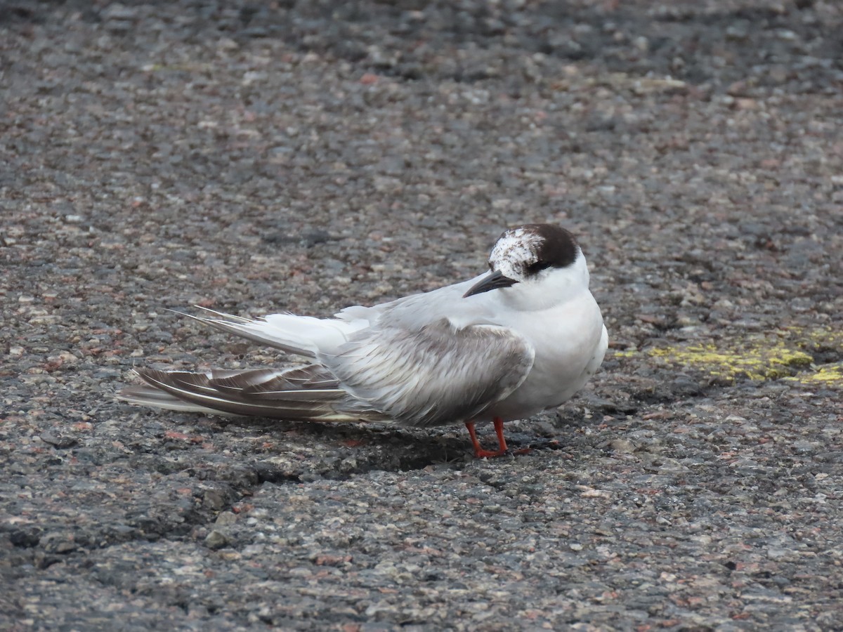 燕鷗 - ML645845097