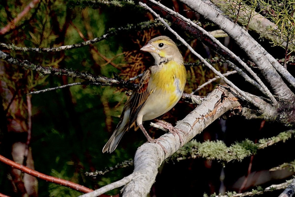 Dickcissel - ML645845098