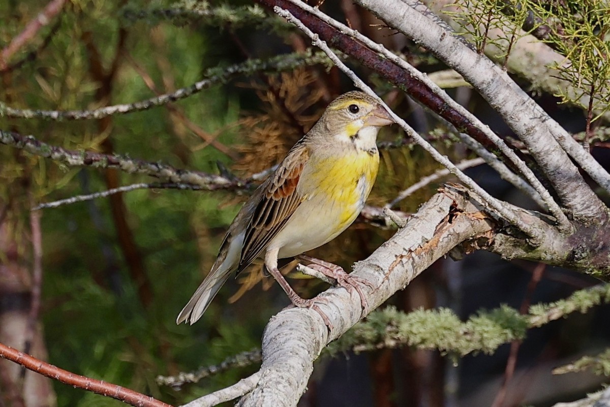 Dickcissel - ML645845099