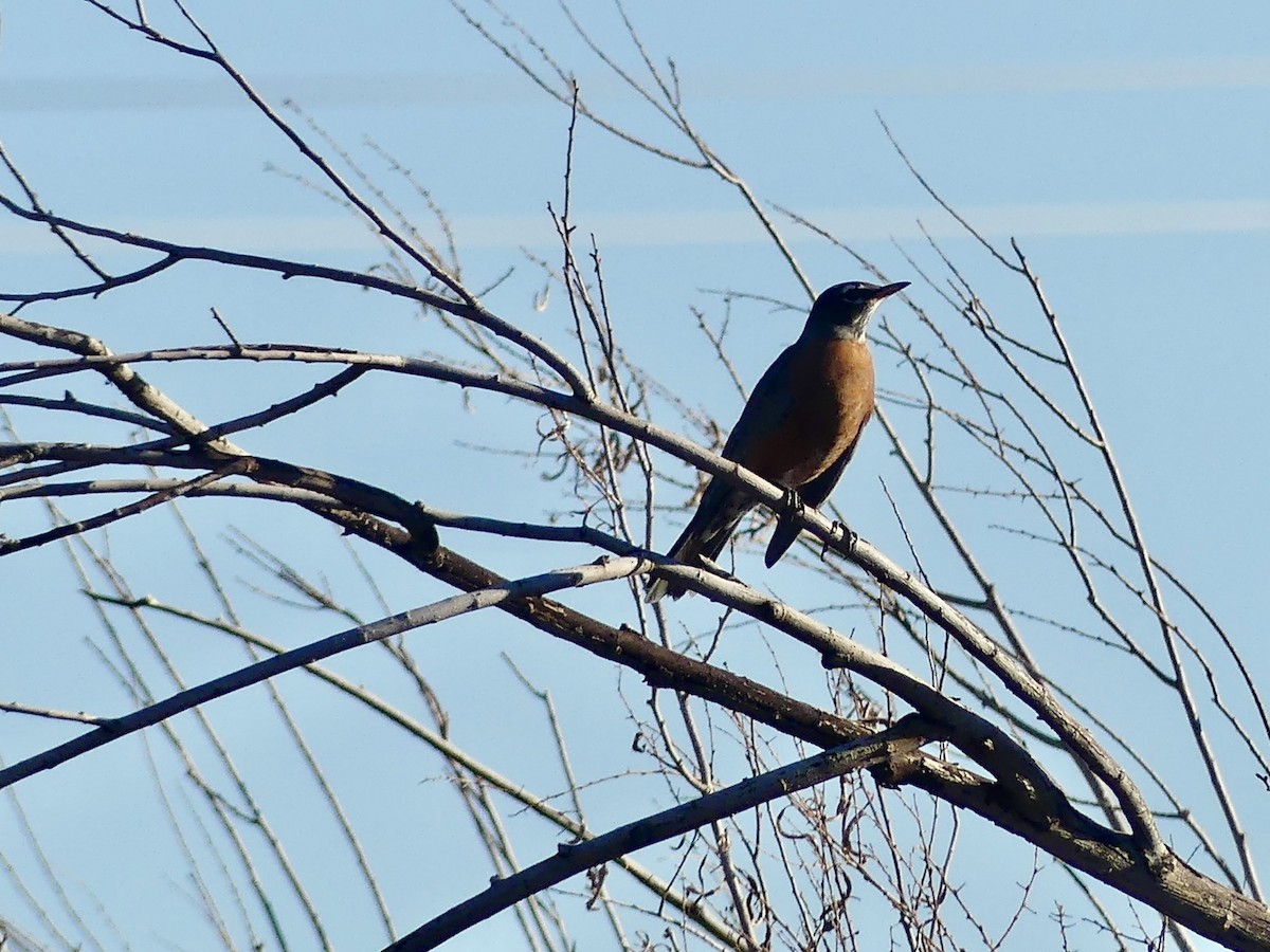 American Robin - ML645845100