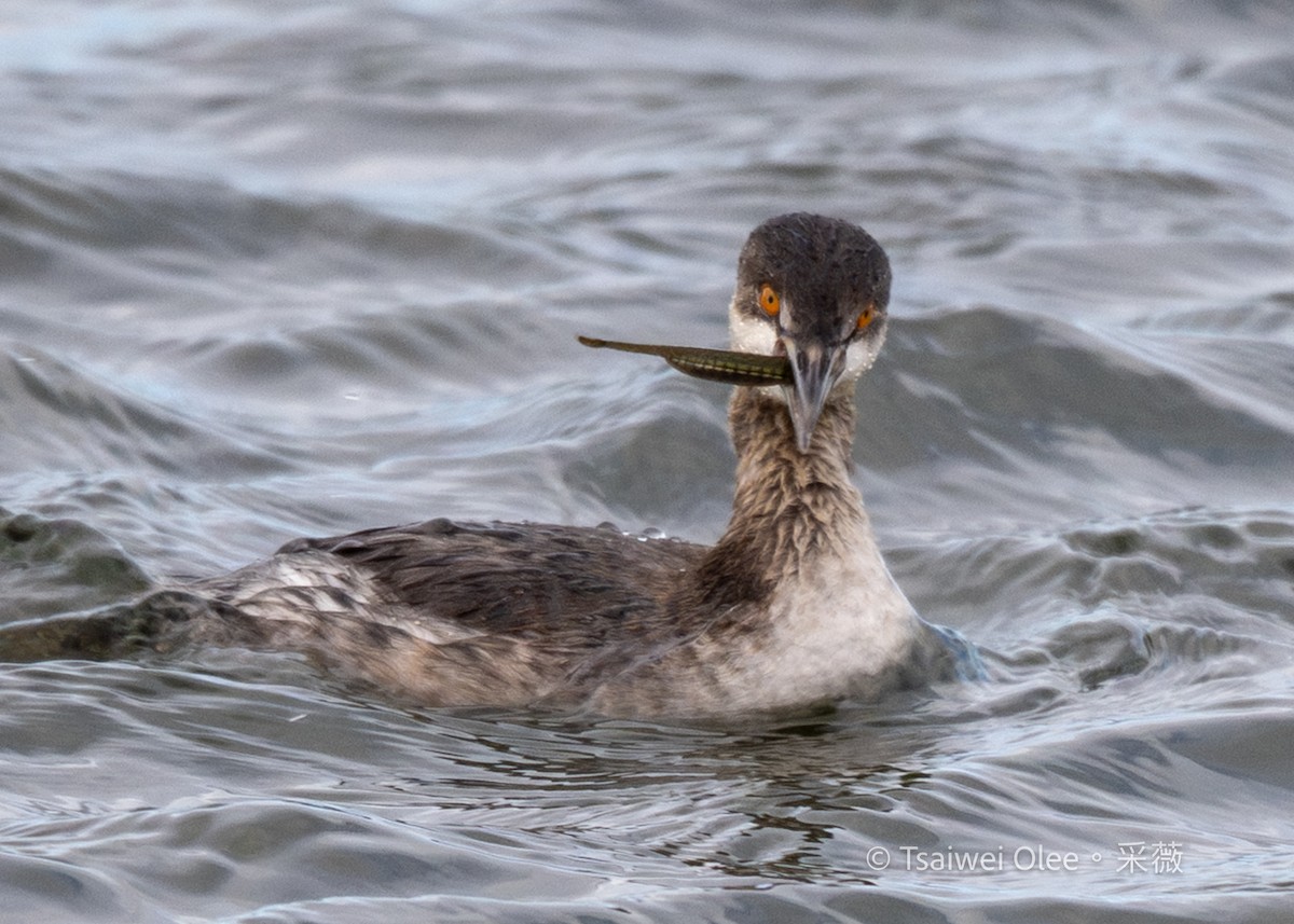 黑頸鸊鷉 - ML645845101