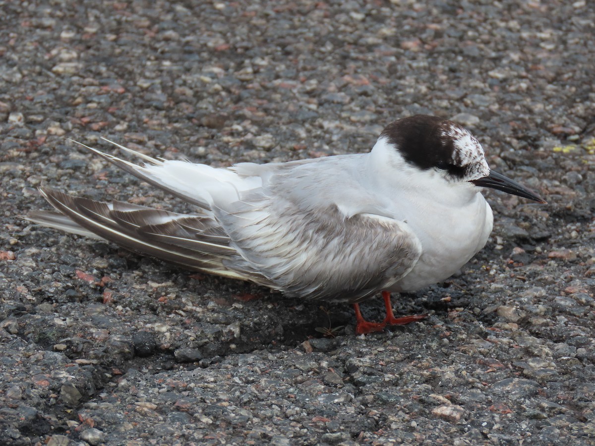 燕鷗 - ML645845102