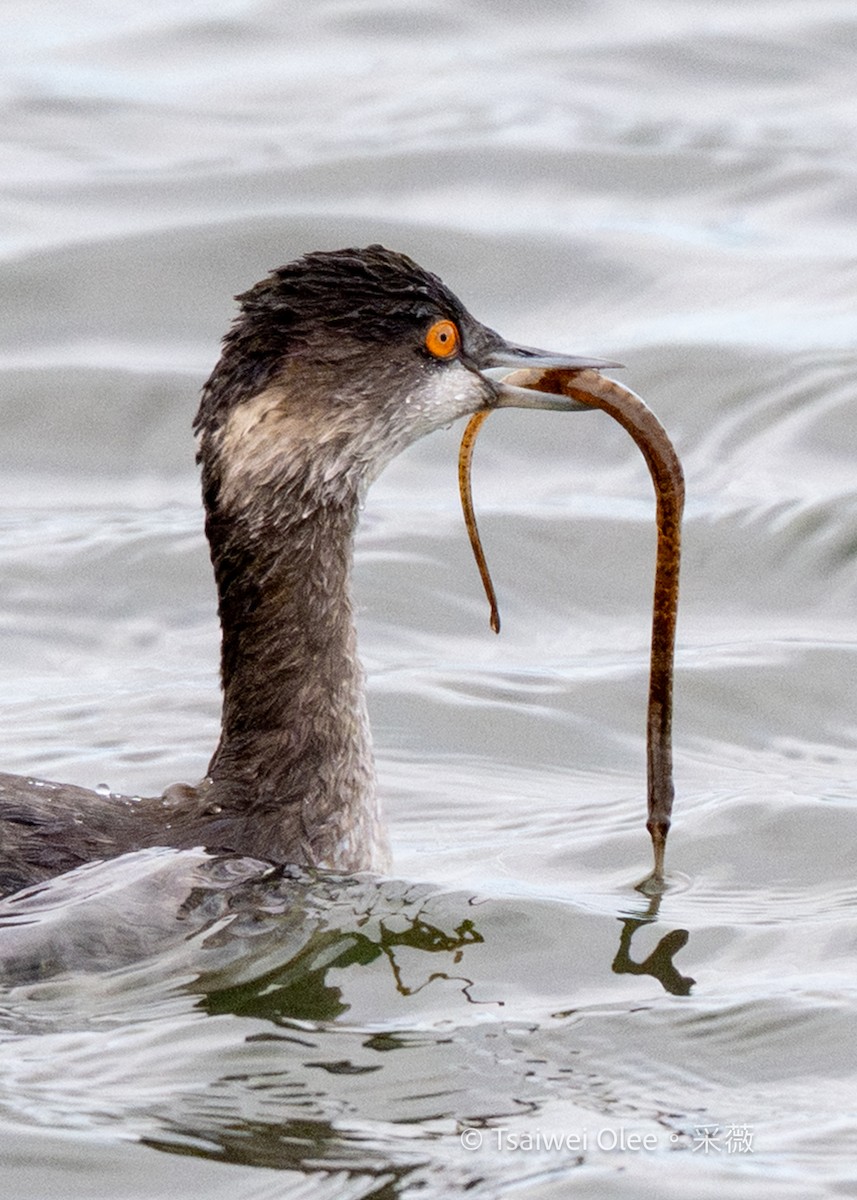 黑頸鸊鷉 - ML645845103