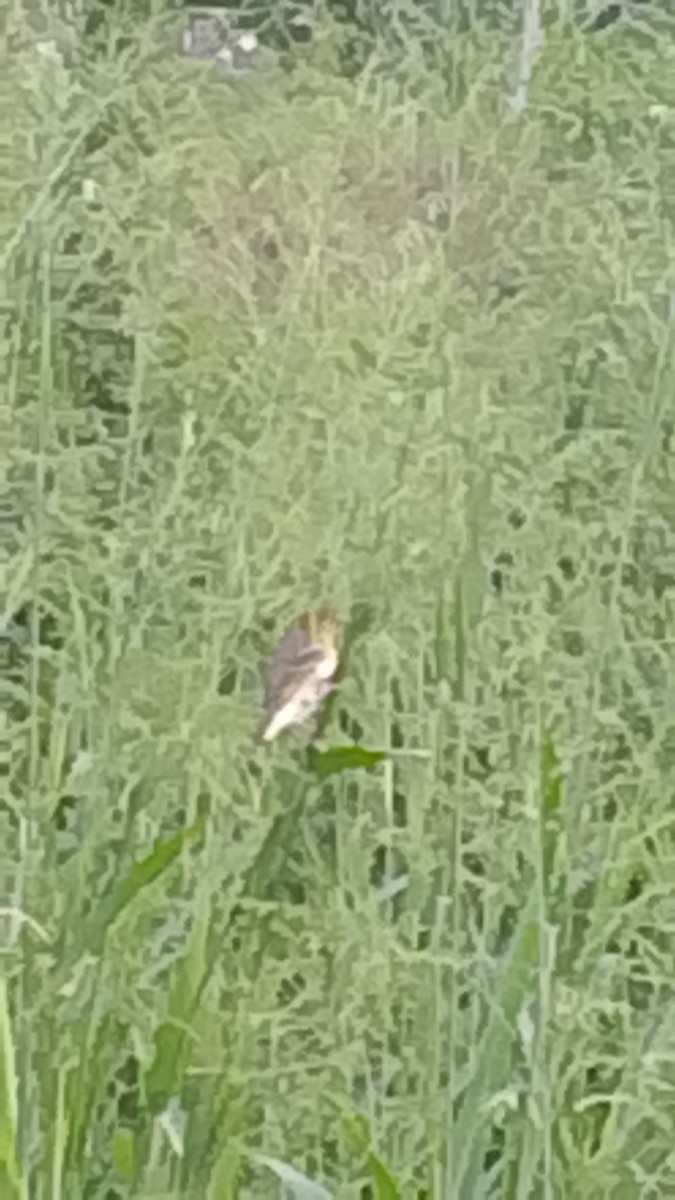 Village Weaver - ML645845104