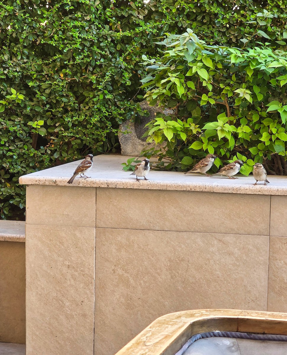 Gorrión Común - ML645845116