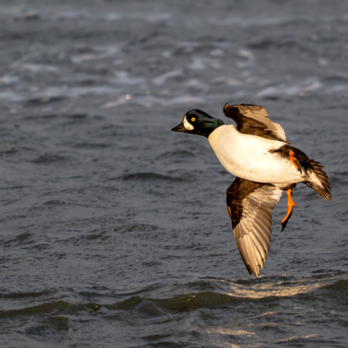 Barrow's Goldeneye - ML645845117