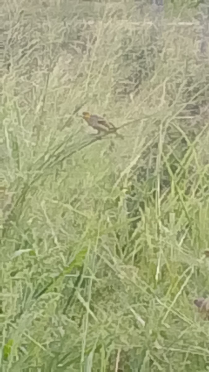 Village Weaver - ML645845119