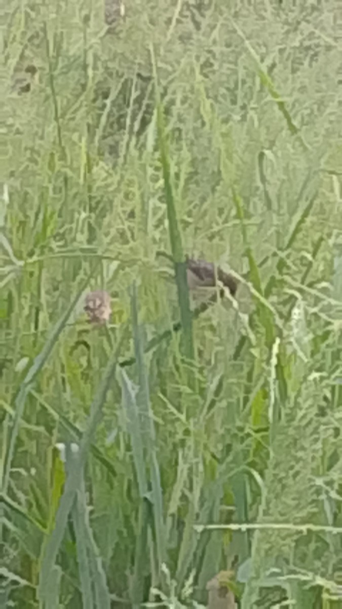 Village Weaver - ML645845127