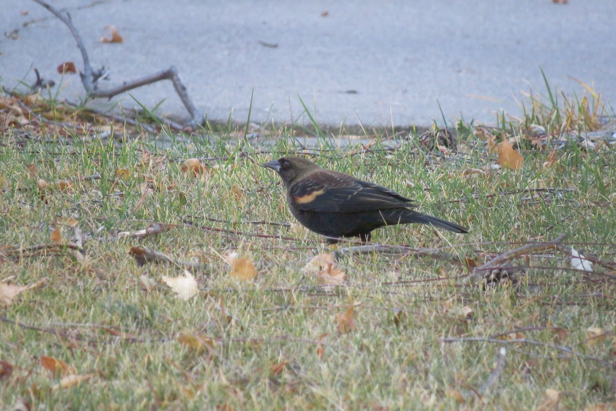 Red-winged Blackbird - ML645845132