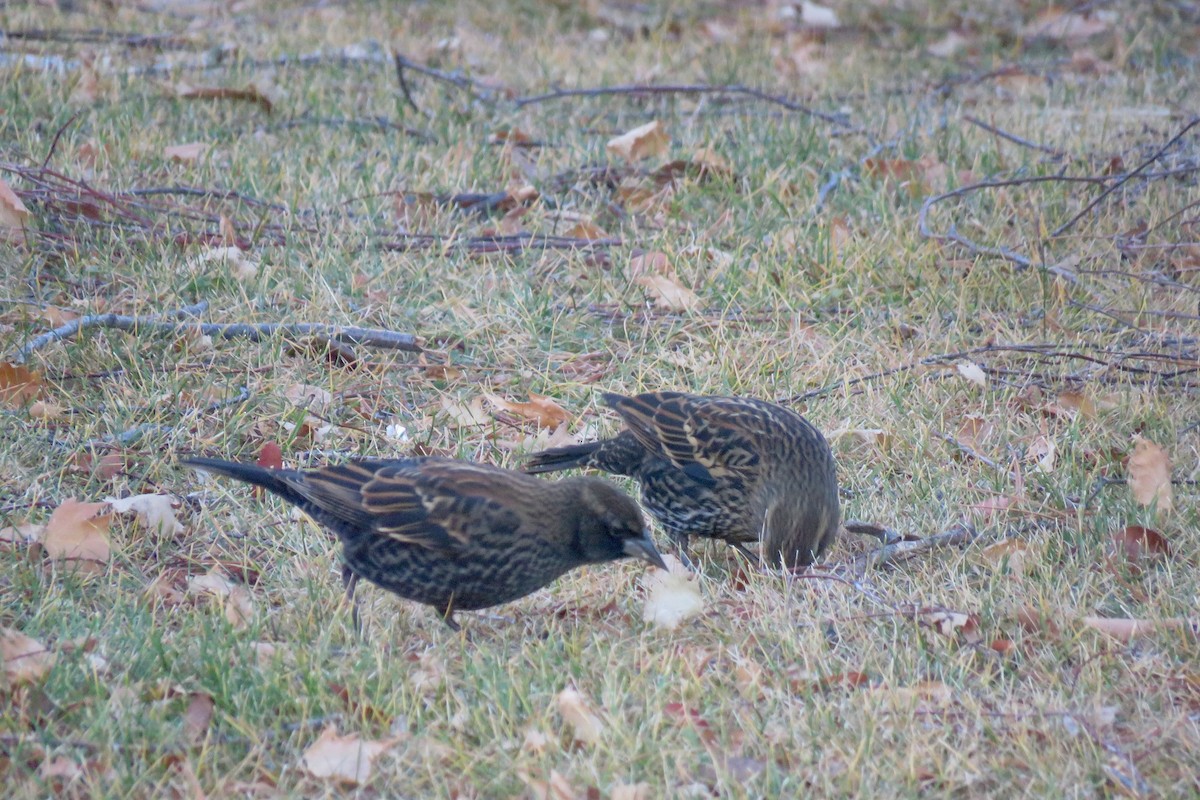 Red-winged Blackbird - ML645845134