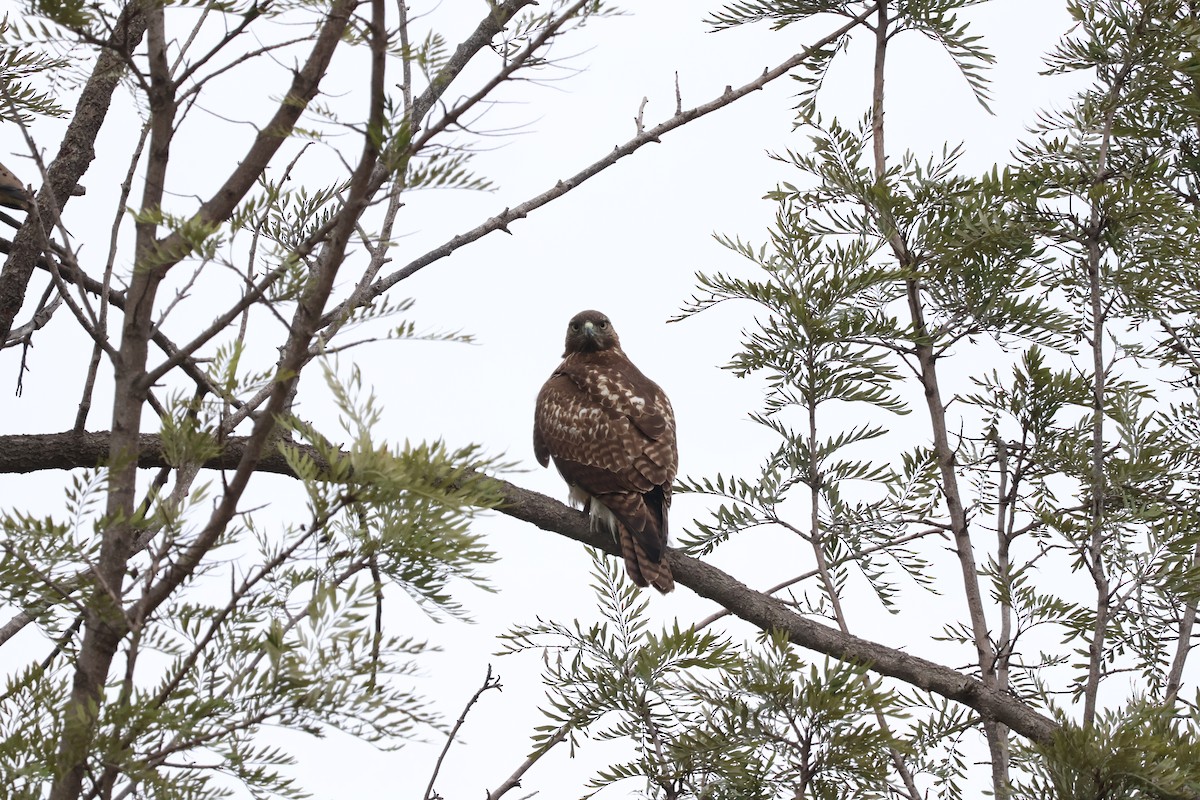 Rotschwanzbussard - ML645845135