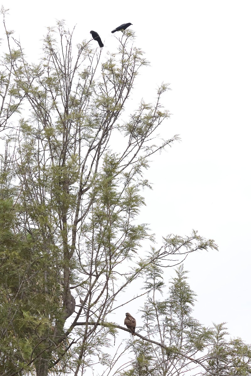 Rotschwanzbussard - ML645845137