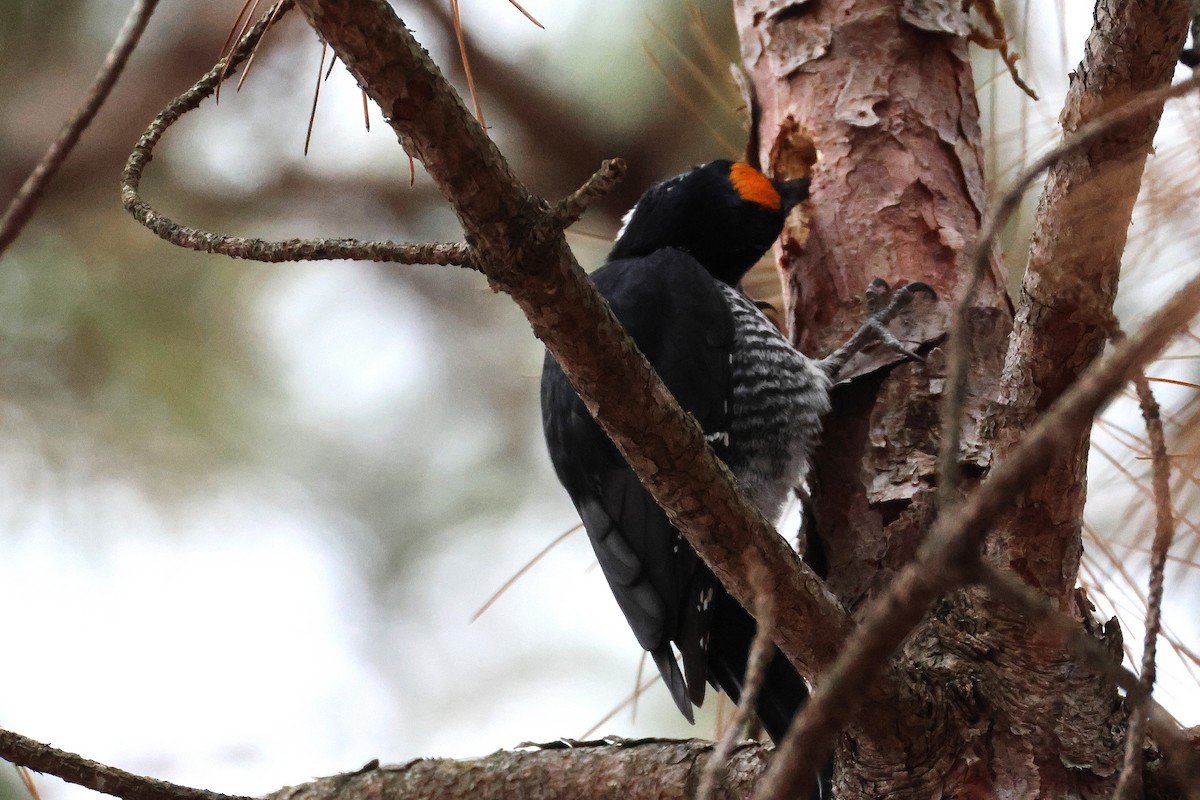 Black-backed Woodpecker - ML645845138