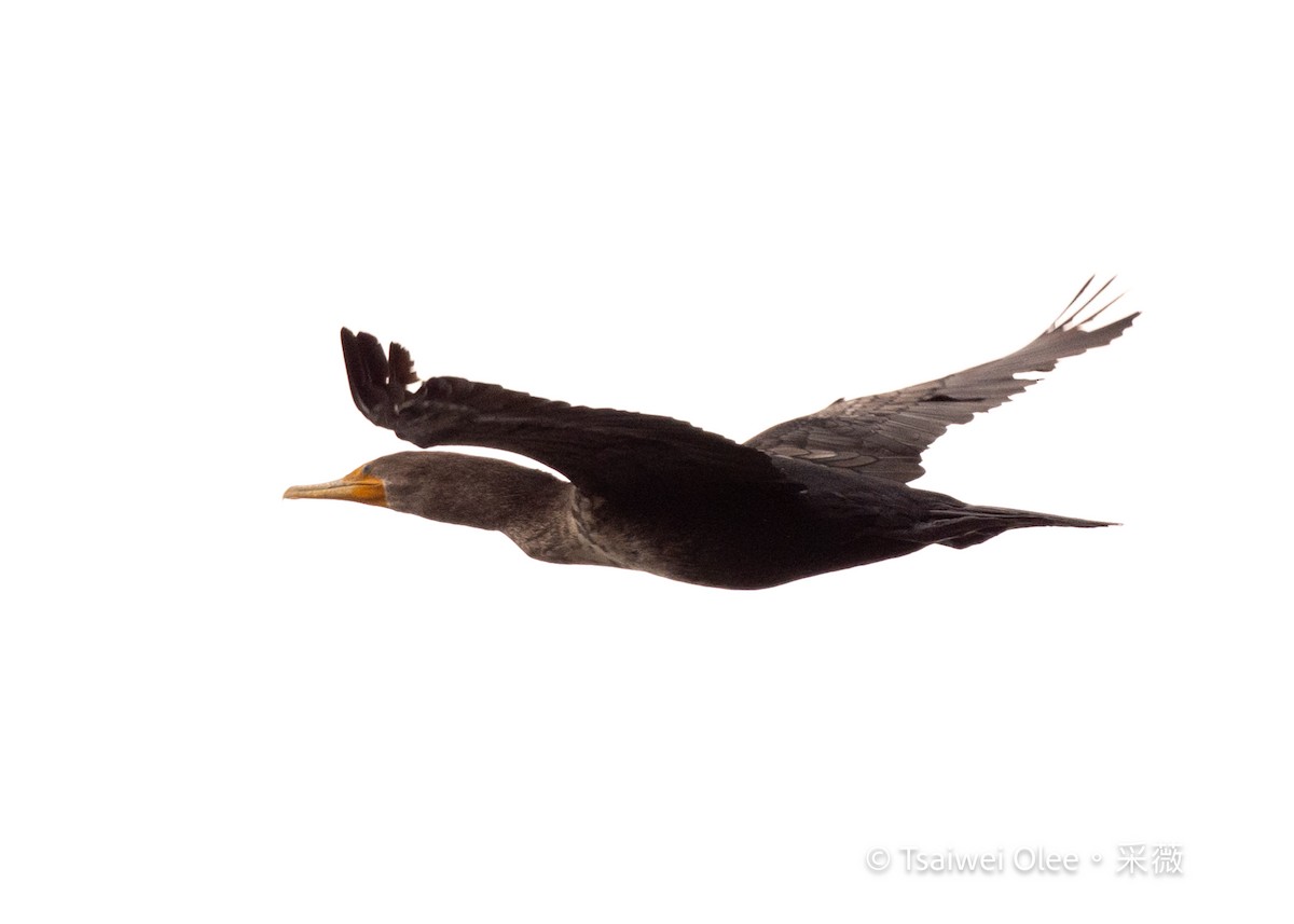 Cormoran à aigrettes - ML645845140