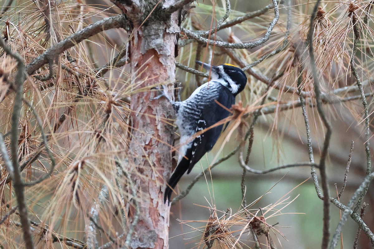 Black-backed Woodpecker - ML645845142
