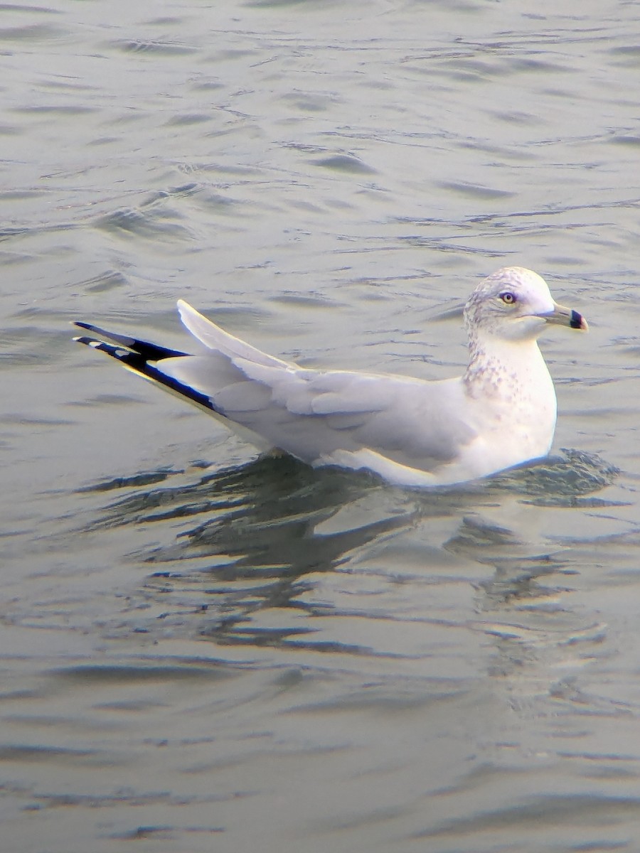 Ringschnabelmöwe - ML645845147