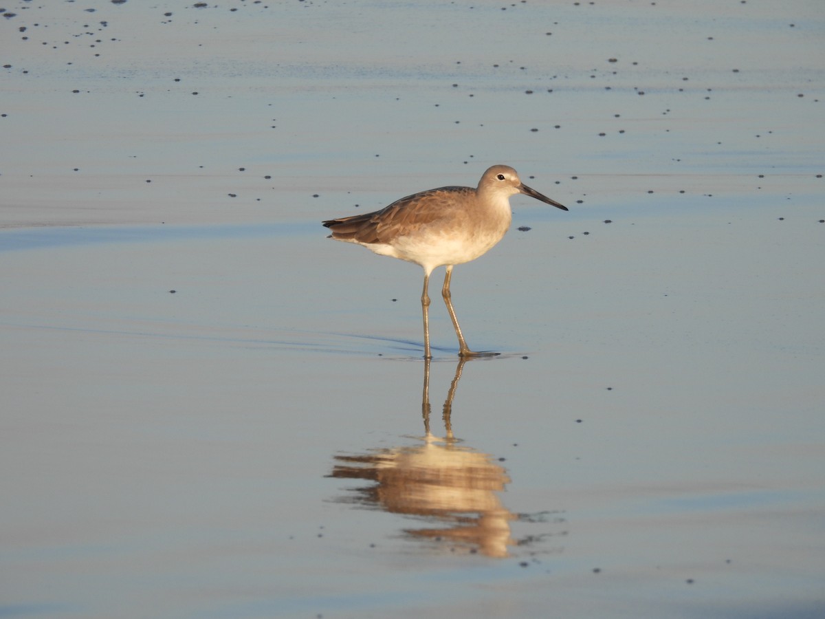 Schlammtreter - ML645845148