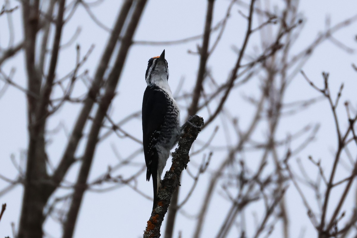 Black-backed Woodpecker - ML645845149