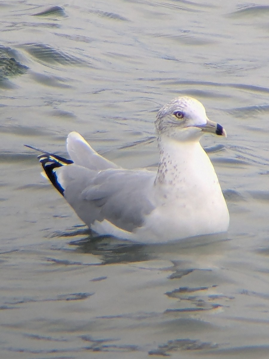 Ringschnabelmöwe - ML645845151