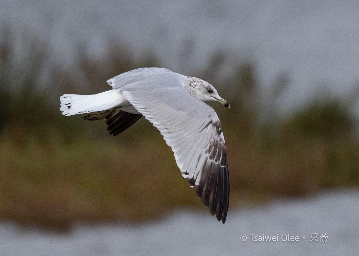 Ringschnabelmöwe - ML645845153