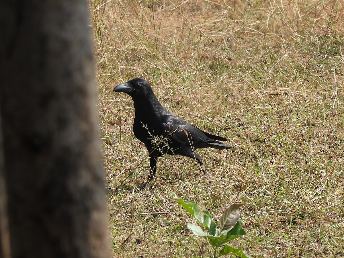 Dschungelkrähe - ML645845154