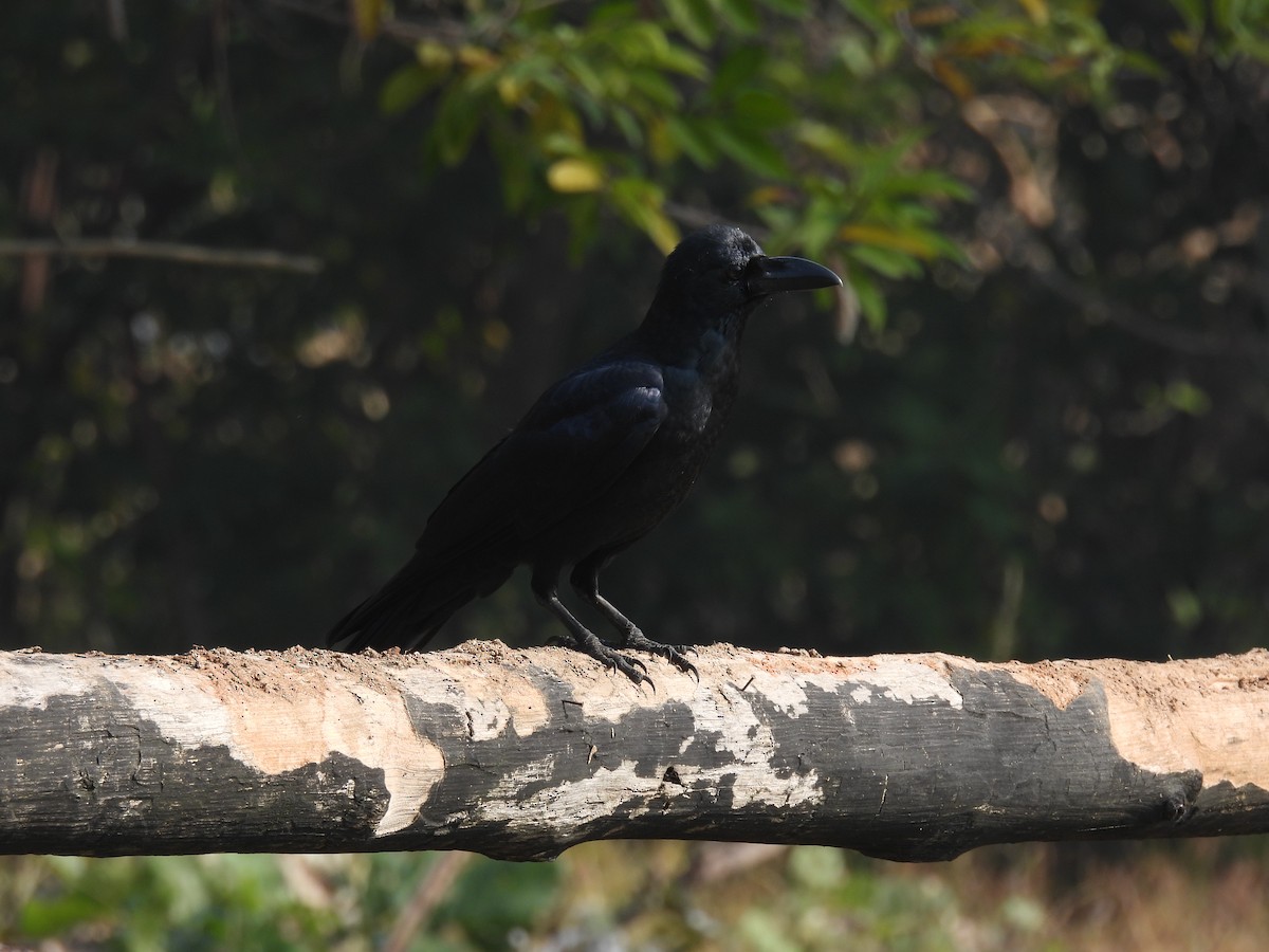 Dschungelkrähe - ML645845155