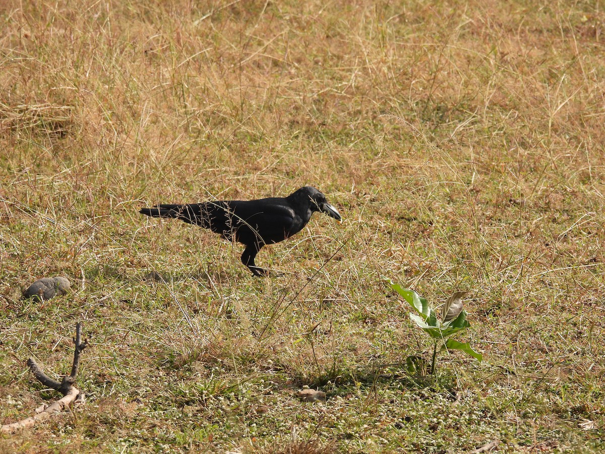 Dschungelkrähe - ML645845156