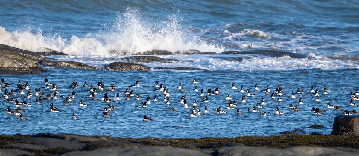 Spatelente - ML645845157