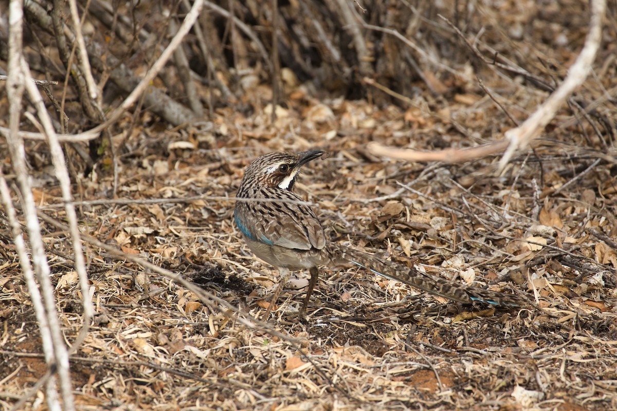 Langschwanz-Erdracke - ML645845158