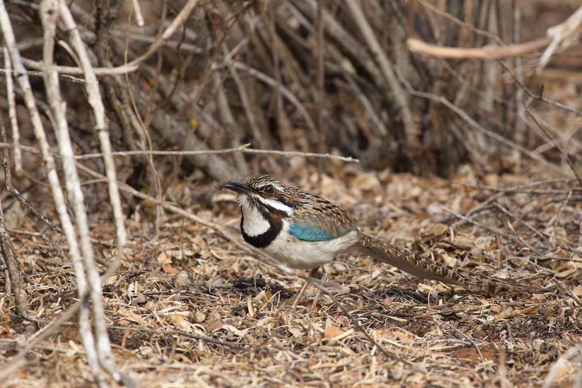 Langschwanz-Erdracke - ML645845159