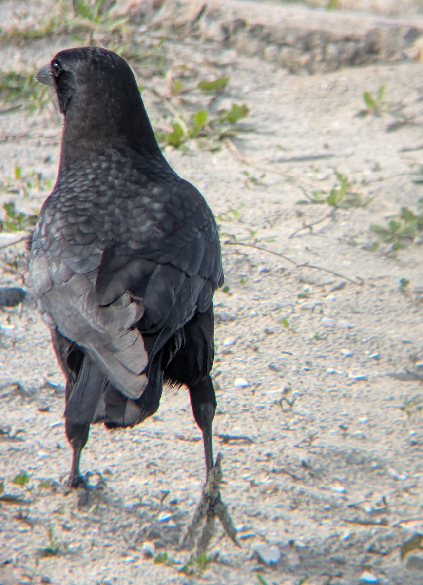 Amerikakrähe - ML645845160