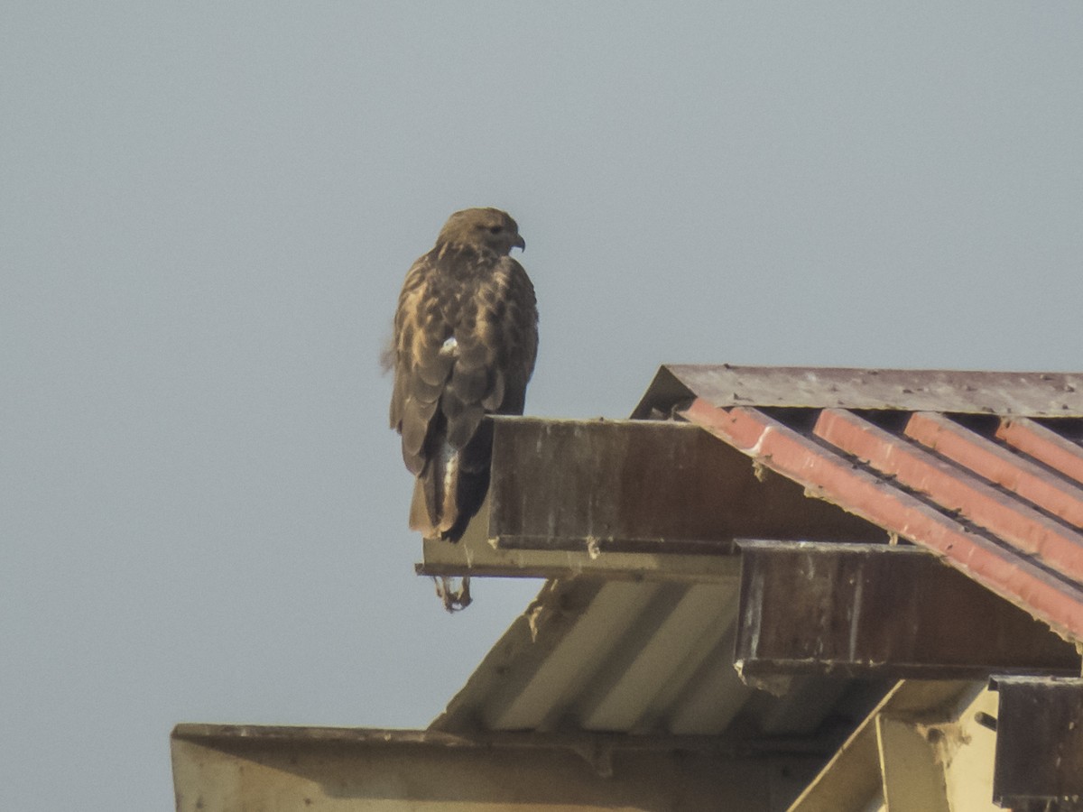 Adlerbussard - ML645845161