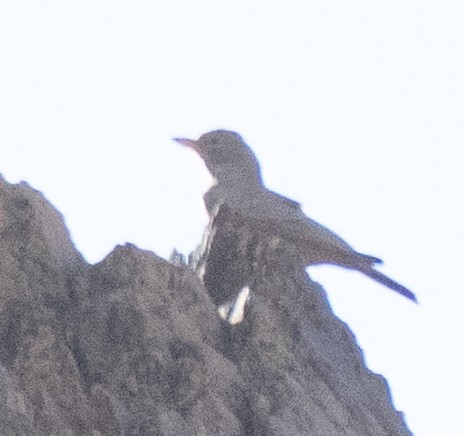 Steinlerche - ML645845163