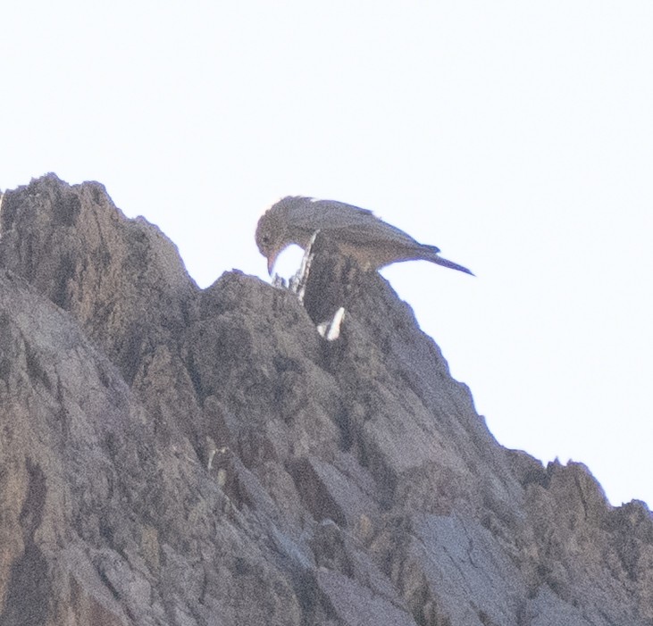 Steinlerche - ML645845164