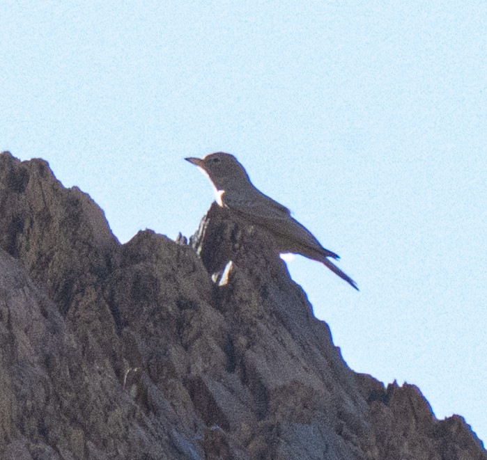 Steinlerche - ML645845165