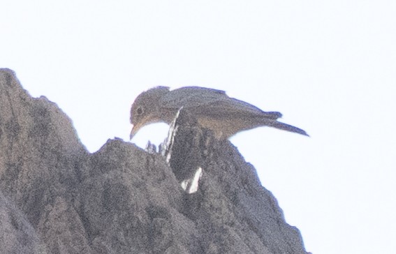 Steinlerche - ML645845166