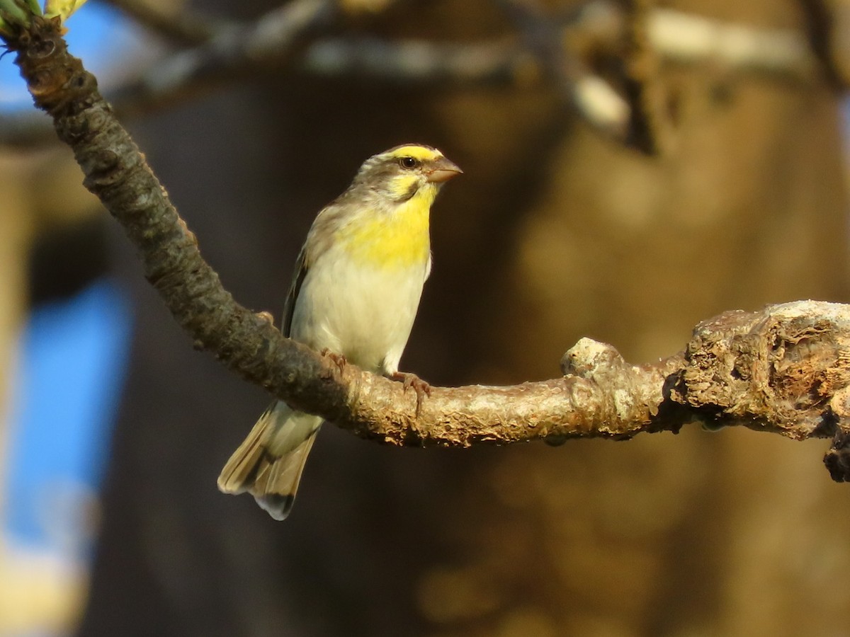 Mosambikgirlitz - ML645845167