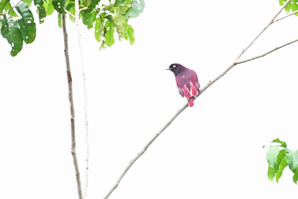 Pompadourkotinga - ML645845168