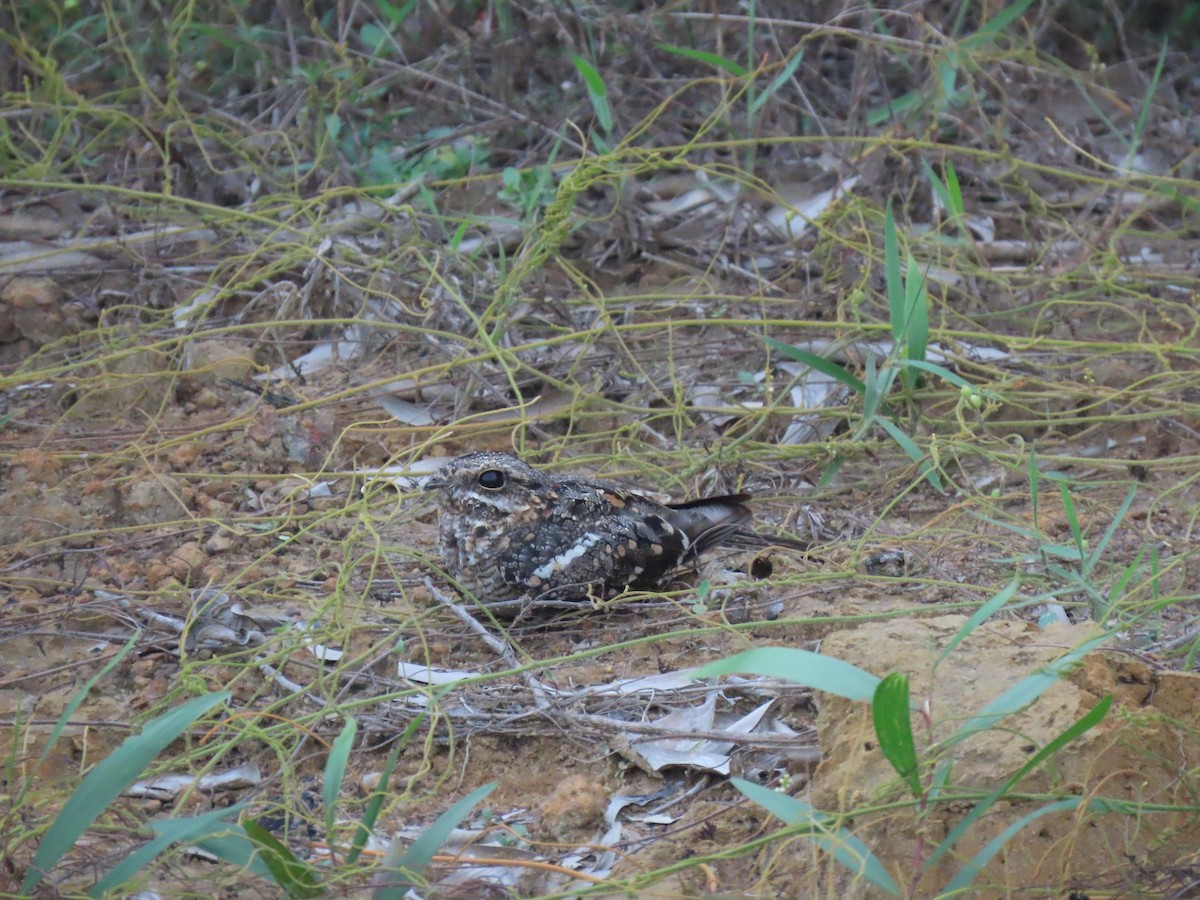 Gartennachtschwalbe - ML645845169