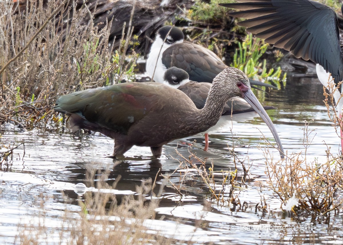 Brillensichler - ML645845170