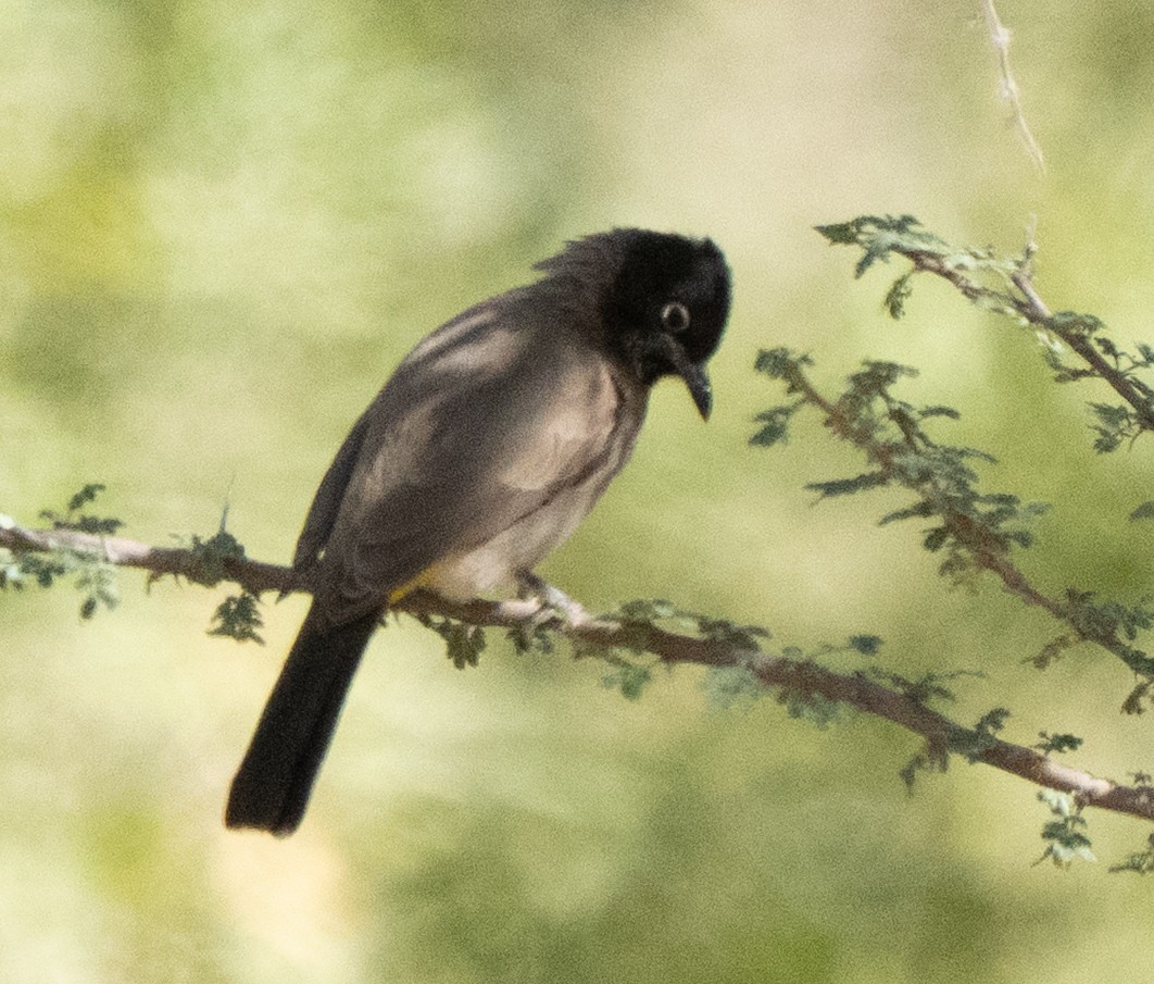 Gelbsteißbülbül - ML645845171