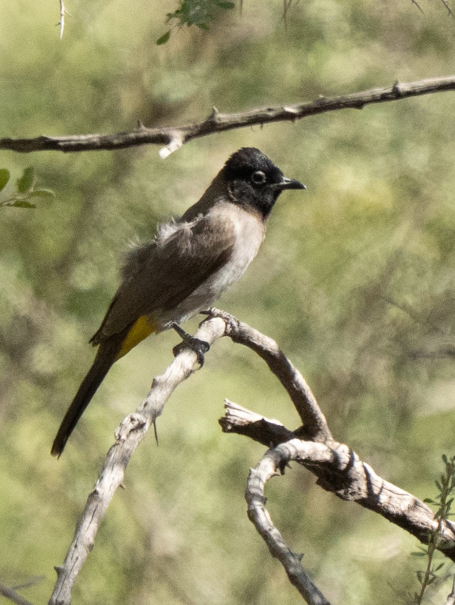 Gelbsteißbülbül - ML645845172