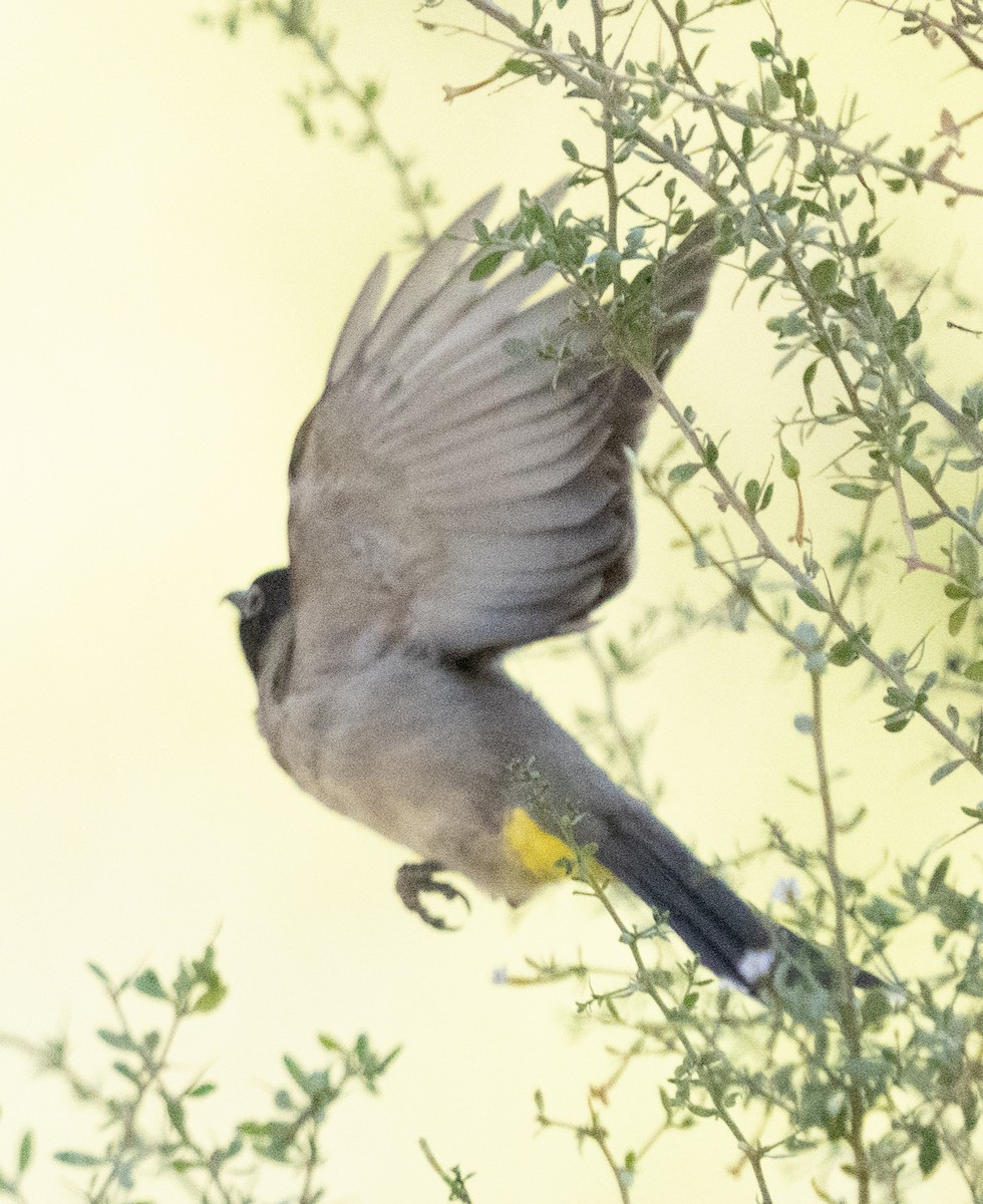 Gelbsteißbülbül - ML645845173