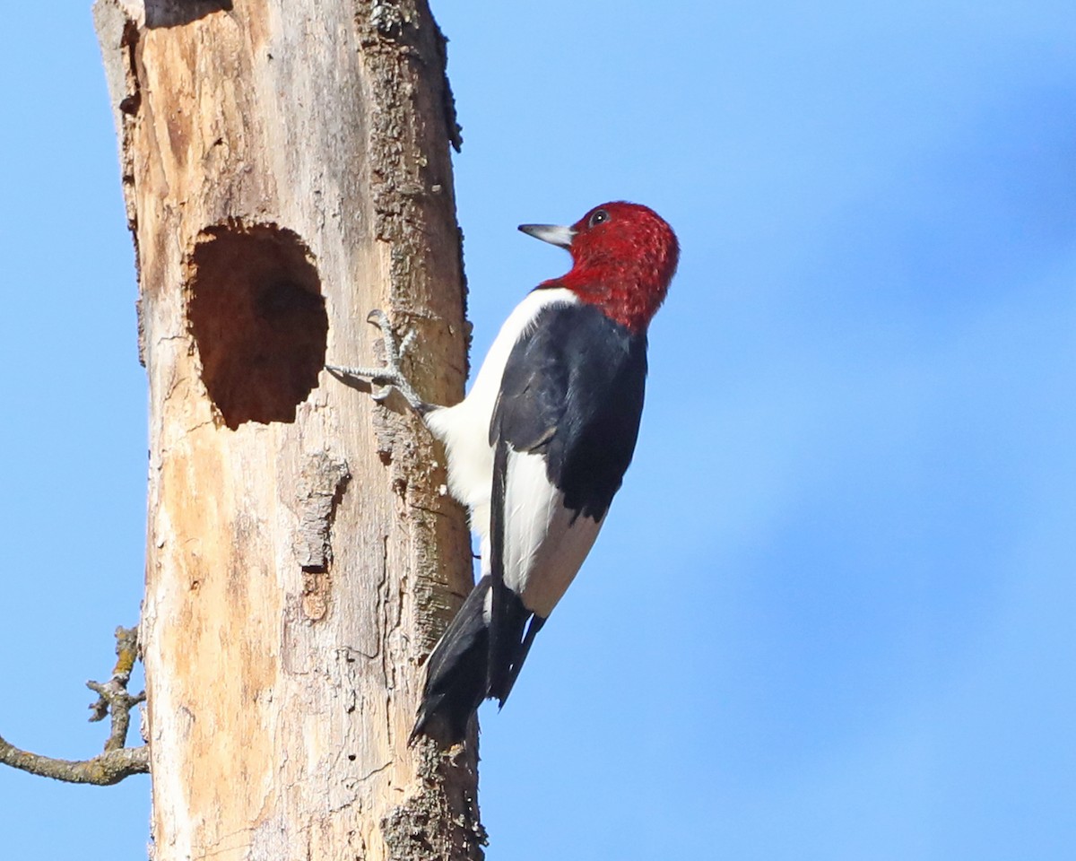 Rotkopfspecht - ML645845174